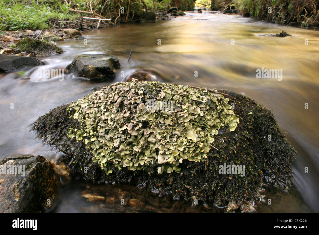 Il Lichen (Dermatocarpon luridum) su una roccia in un bosco di flusso, UK. Foto Stock