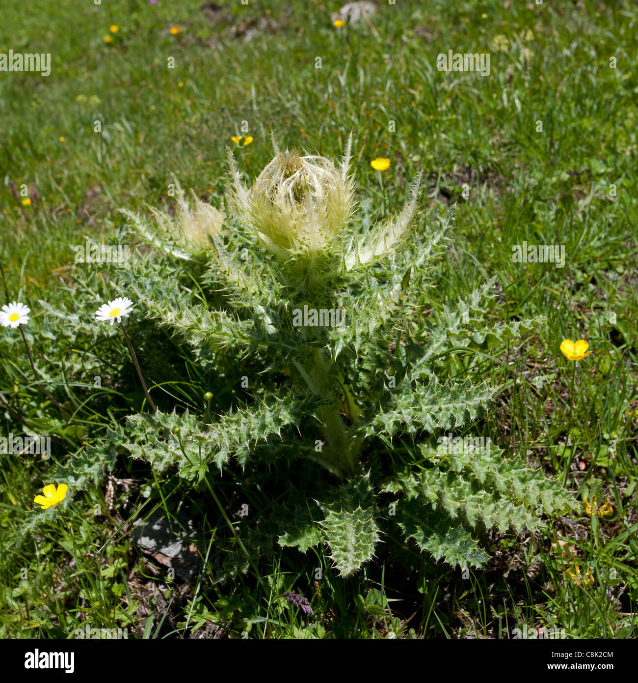 Le Sax-Rifugio Bertone-Lavachey Trek: Spiniest Thistle Foto Stock