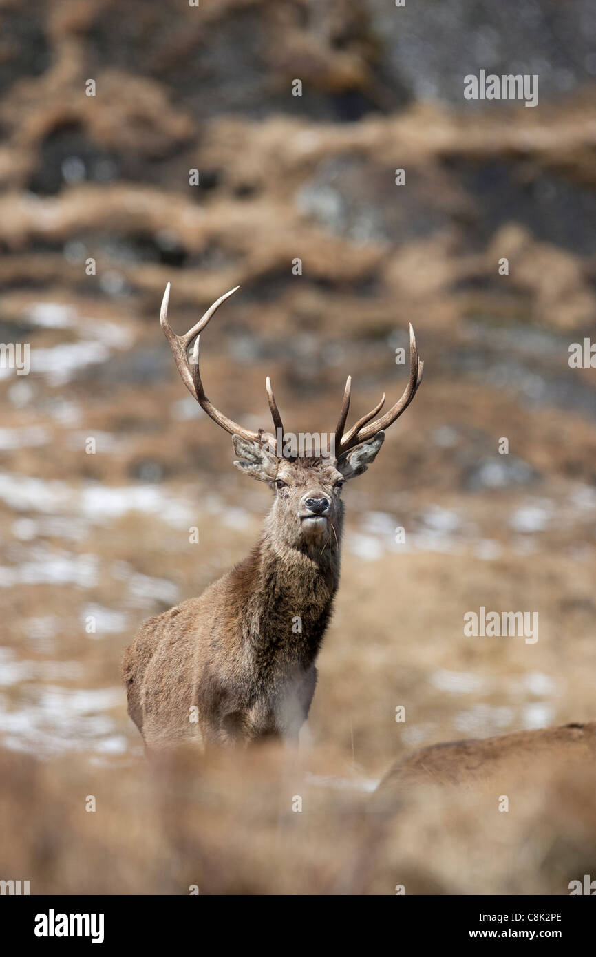 Uno stag di cervi rossi si trova sulla cresta di una collina nelle Highlands scozzesi Foto Stock