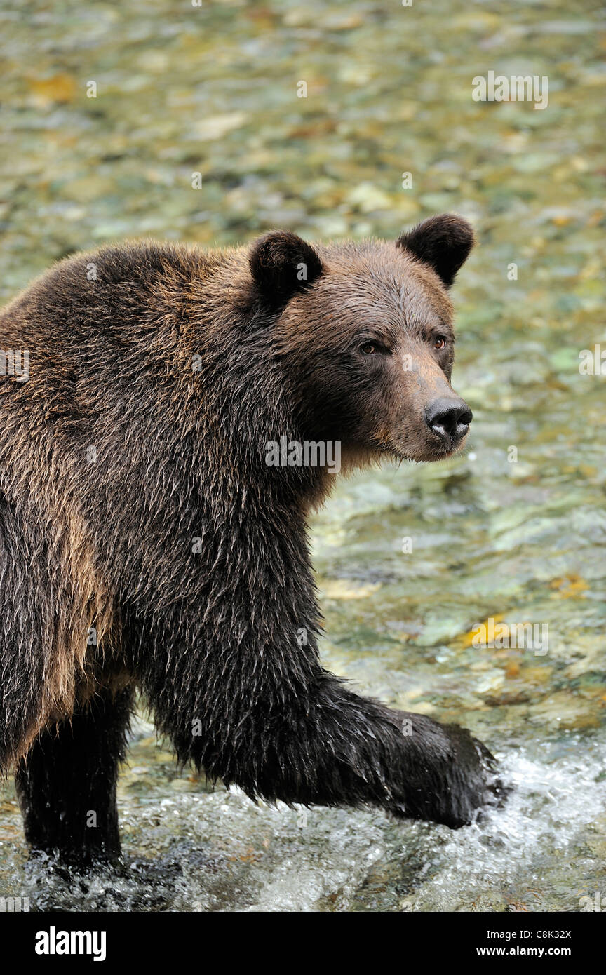 Un orso grizzly guardando indietro Foto Stock