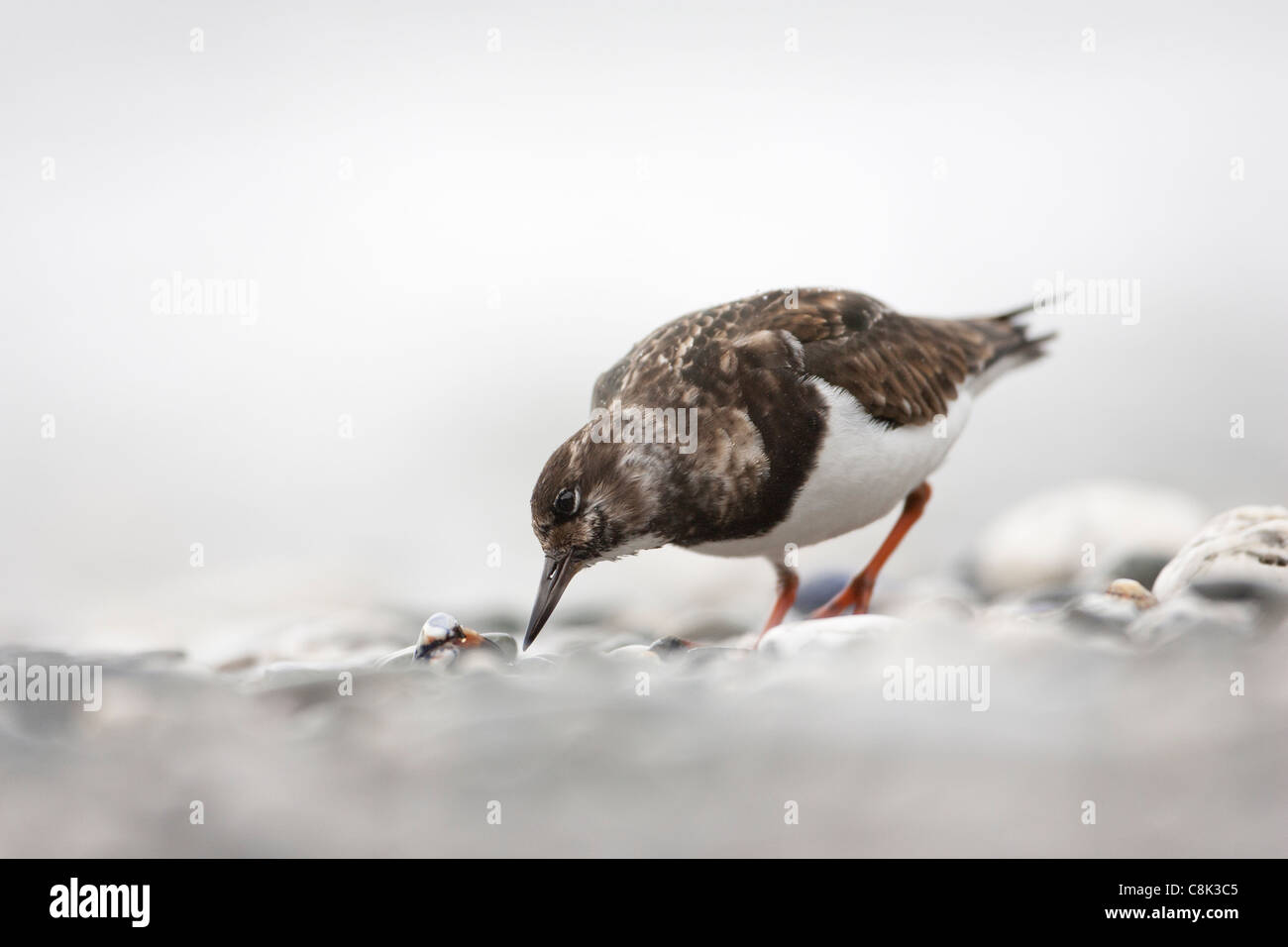 turnstone cerca cibo su una spiaggia di ciottoli a Godrevy, Cornovaglia, Inghilterra Foto Stock
