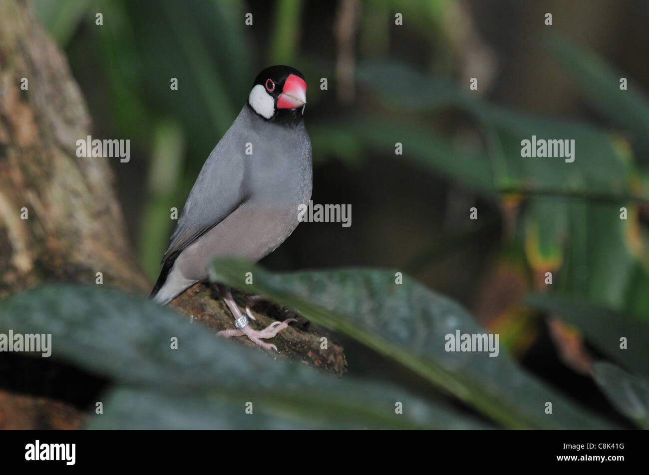 JAVA SPARROW presso lo zoo di Bristol Foto Stock