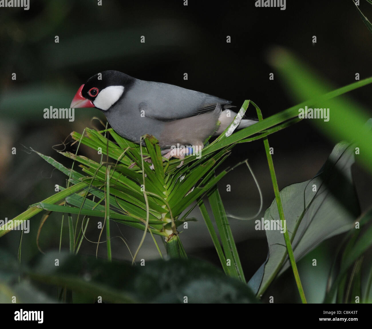 JAVA SPARROW presso lo zoo di Bristol Foto Stock