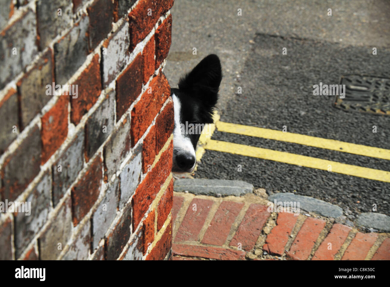 Un Border Collie cane pigoli intorno a un angolo di strada. Foto Stock