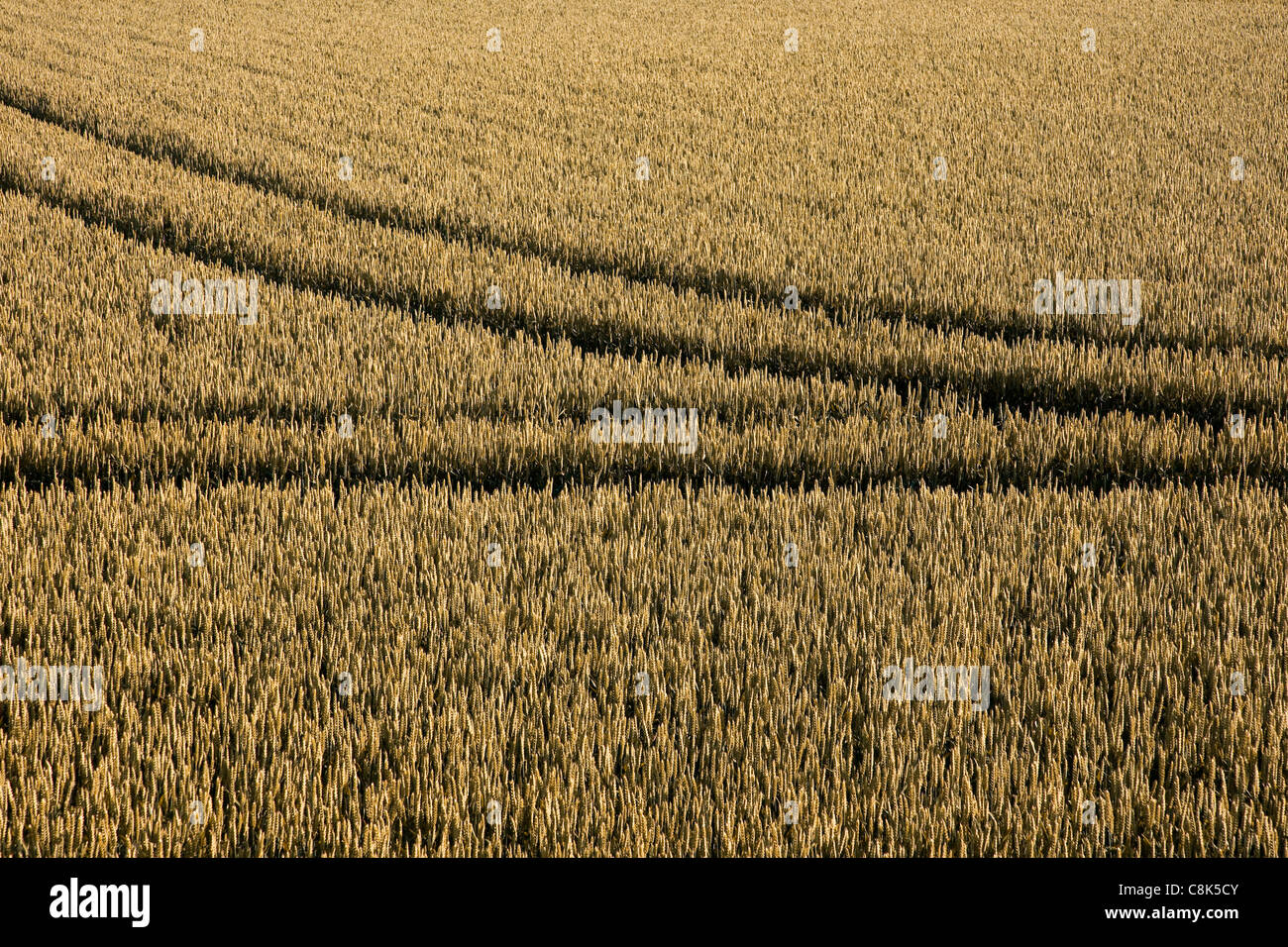 Tracce di pneumatici nel campo di grano Foto Stock