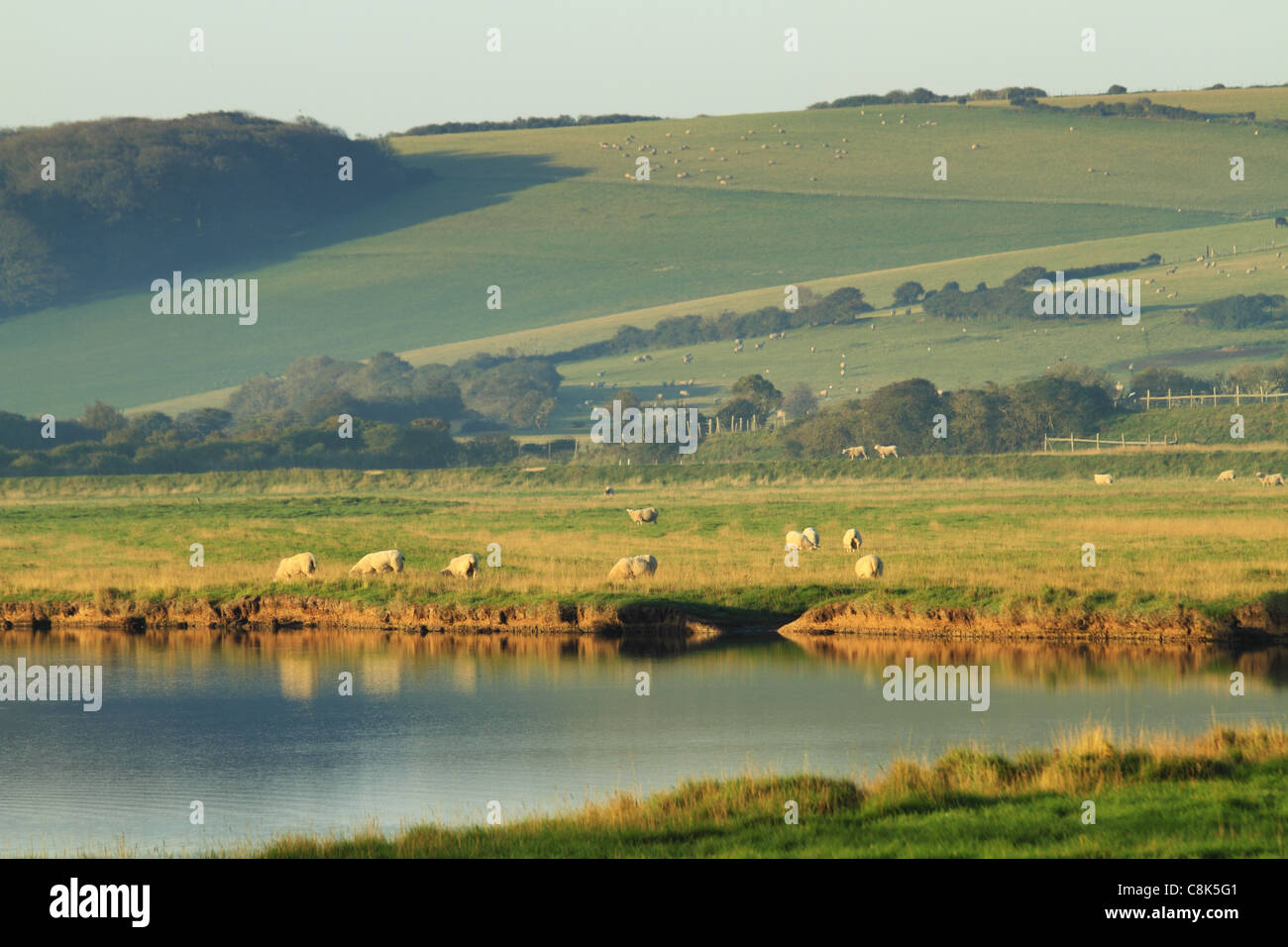 Pecore al pascolo nelle prime ore del mattino, Exceat, Fiume Cuckmere Valley Nr Eastbourne, East Sussex, Inghilterra. Foto Stock