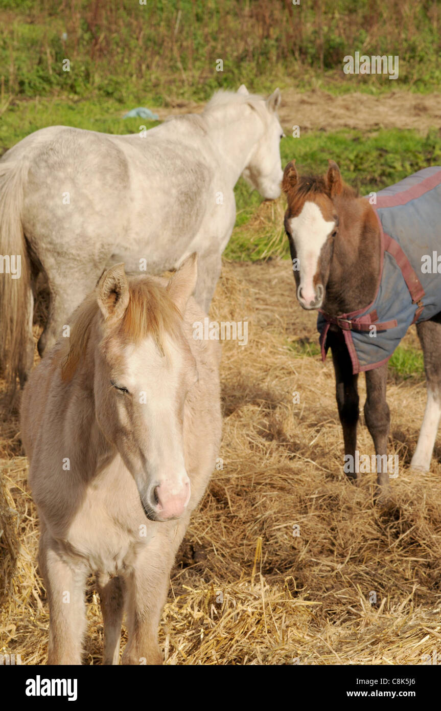 Cavalli e un puledro in campo sul soleggiato pomeriggio autunnale Foto Stock