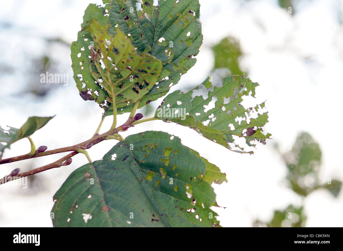 Foglie di autunno guardando come pizzo ancora aggrappati alla struttura. Foto Stock