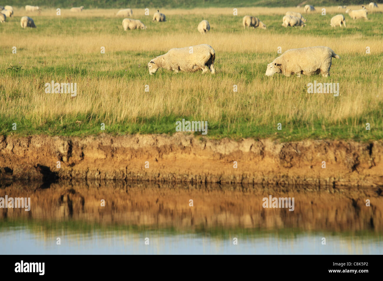 Pecore al pascolo nelle prime ore del mattino, Exceat, Fiume Cuckmere Valley Nr Eastbourne, East Sussex, Inghilterra. Foto Stock