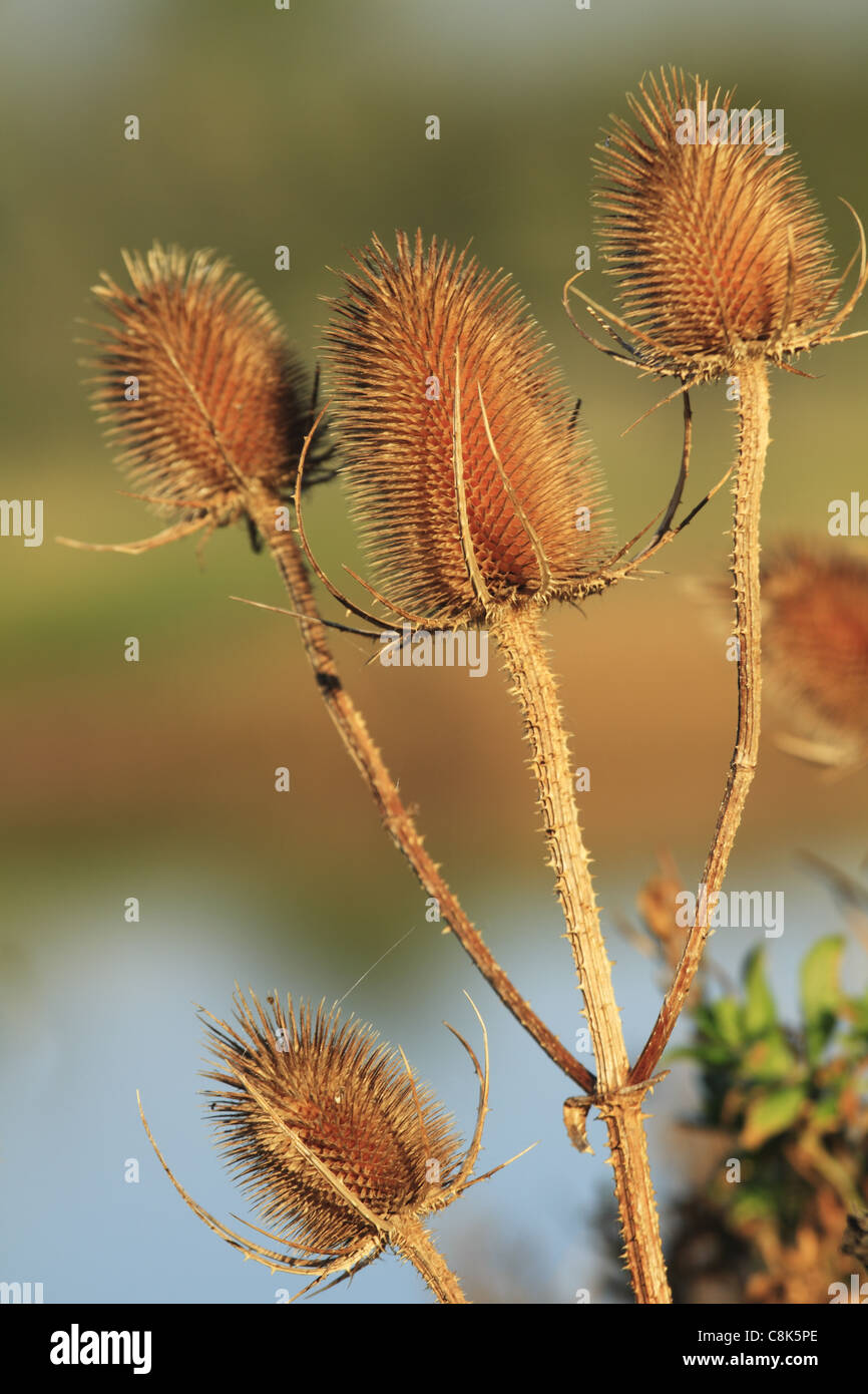 Teasels (nome latino: Dipsacus fullonum) in autunno la luce del sole. Foto Stock