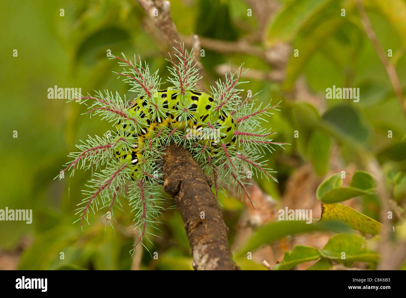 Saturniid moth caterpillar - (Automeris metzli) - Costa Rica Foto Stock