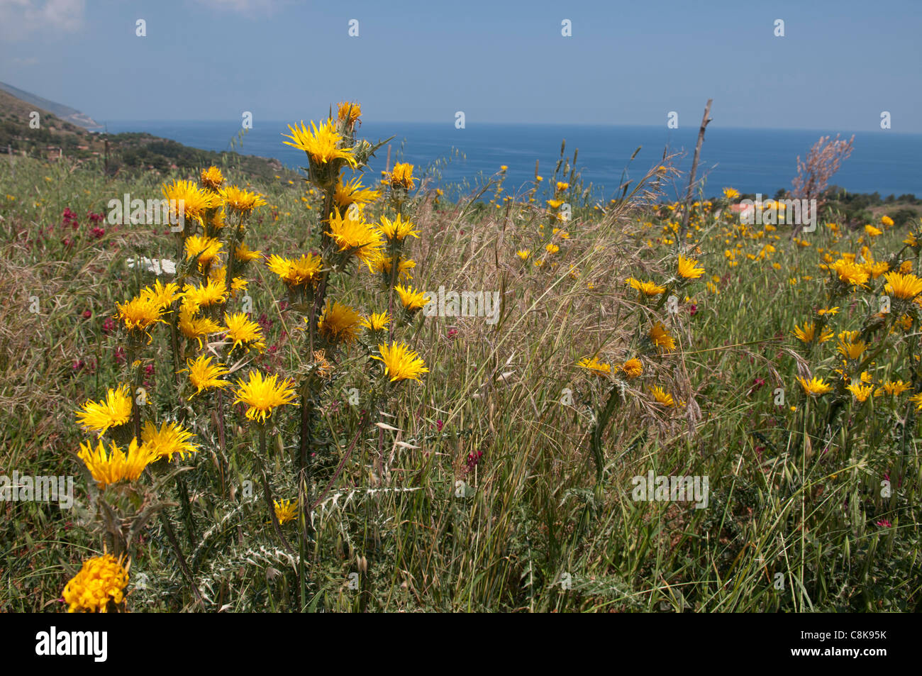 Il Beato Thistle, Cnicus benedictus Foto Stock