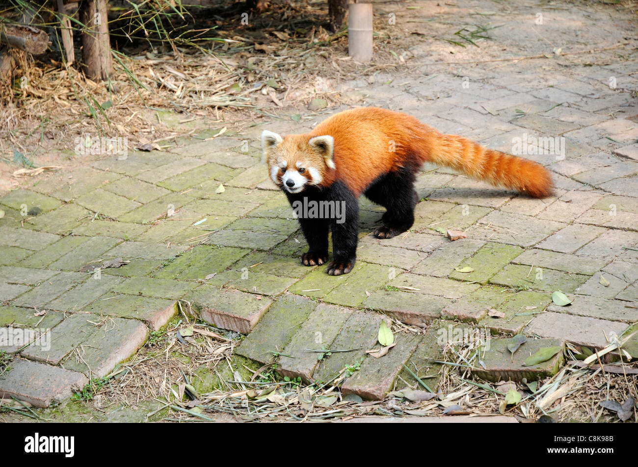 Panda rosso (Ailurus fulgens o shining-CAT), un piccolo mammifero arboree native di Himalaya orientale e sud-ovest della Cina. Foto Stock