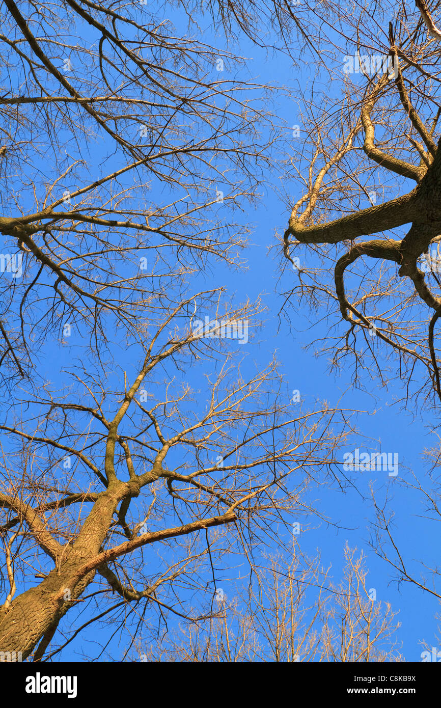 Tree corone sul profondo blu del cielo dando una sensazione inquietante Foto Stock