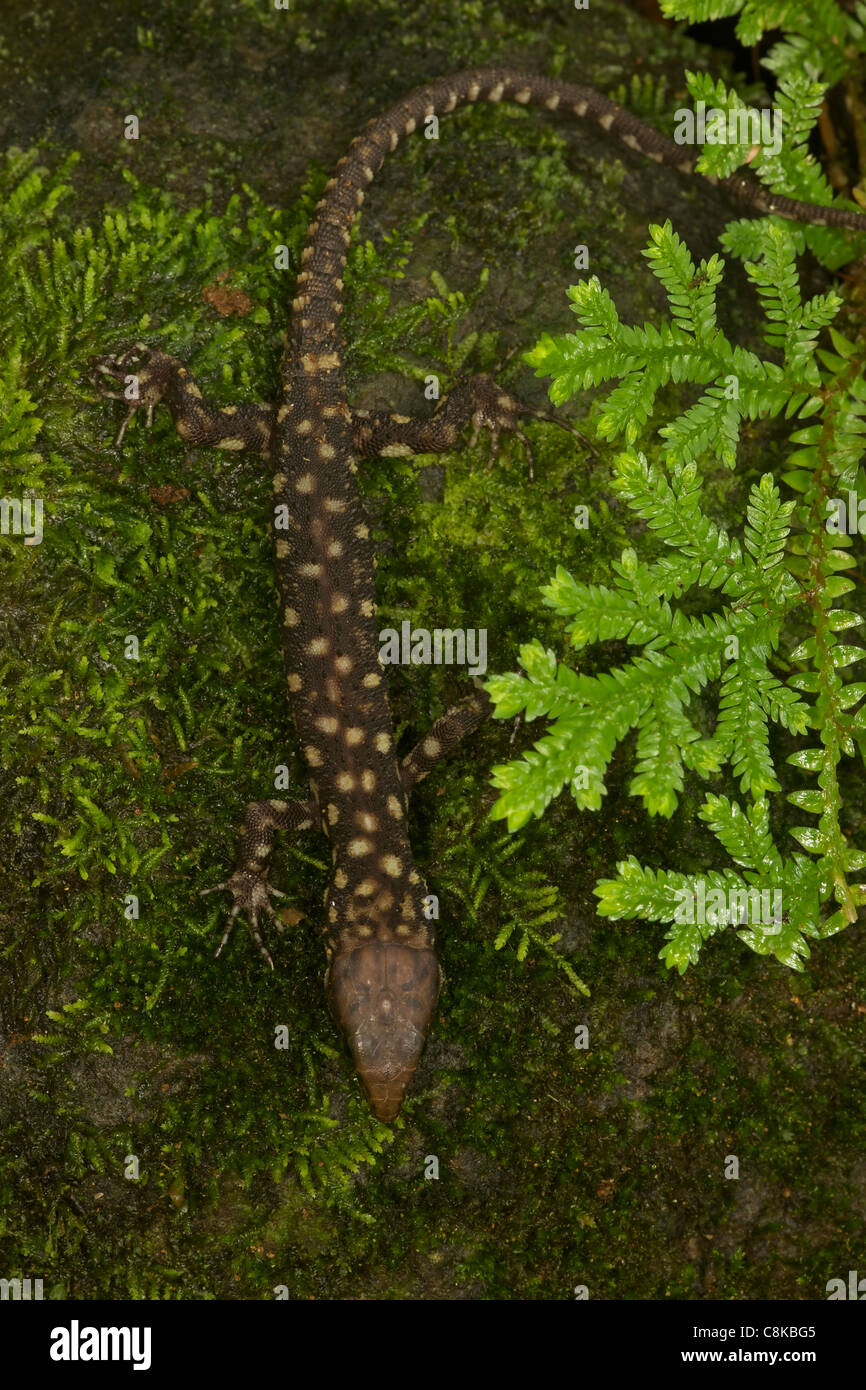 Giallo-spotted notte tropicale lizard (Lepidophyma flavimaculatum) - Costa Rica - foresta pluviale tropicale Foto Stock