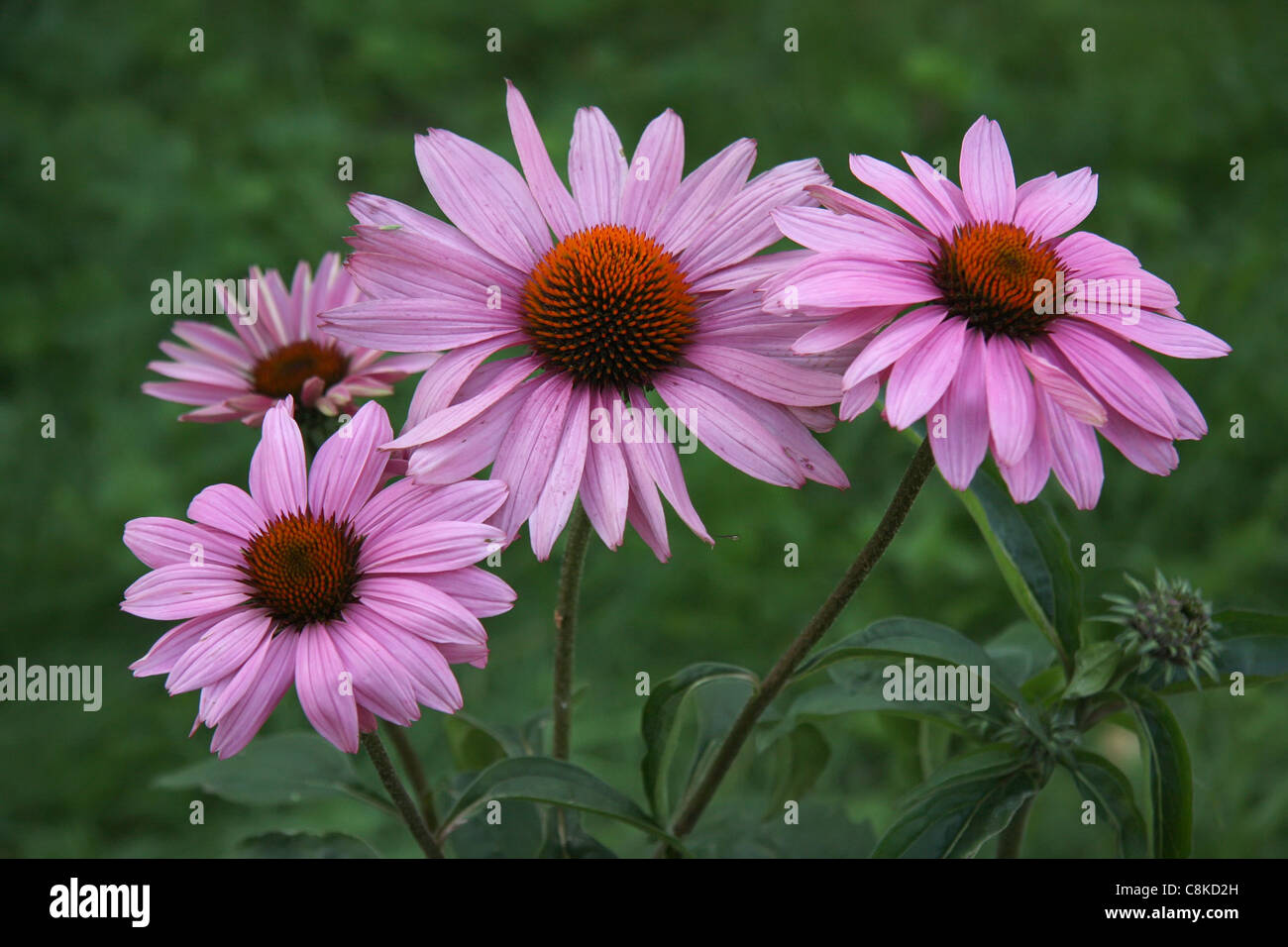 Lilas dimorphotheca blossom Foto Stock