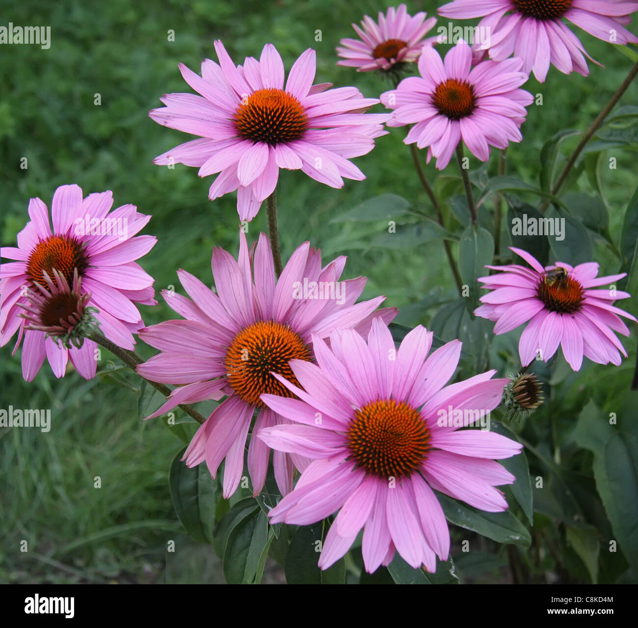 Lilas dimorphotheca blossom Foto Stock