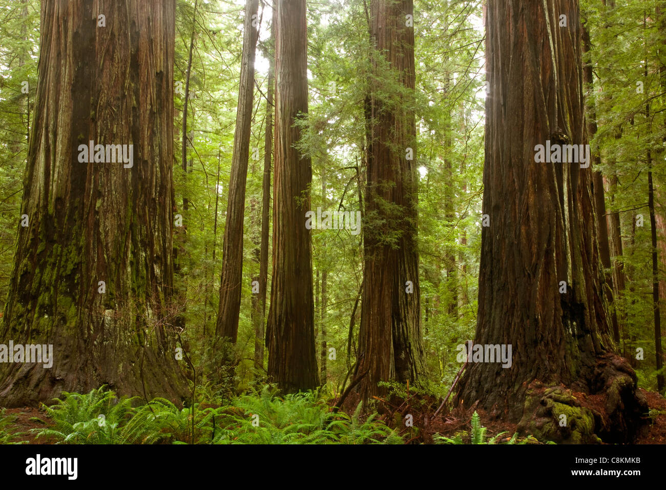 CA00947-00...CALIFORNIA - torreggianti alberi di sequoia in Rockefeller Grove di Humboldt Redwoods State Park. Foto Stock