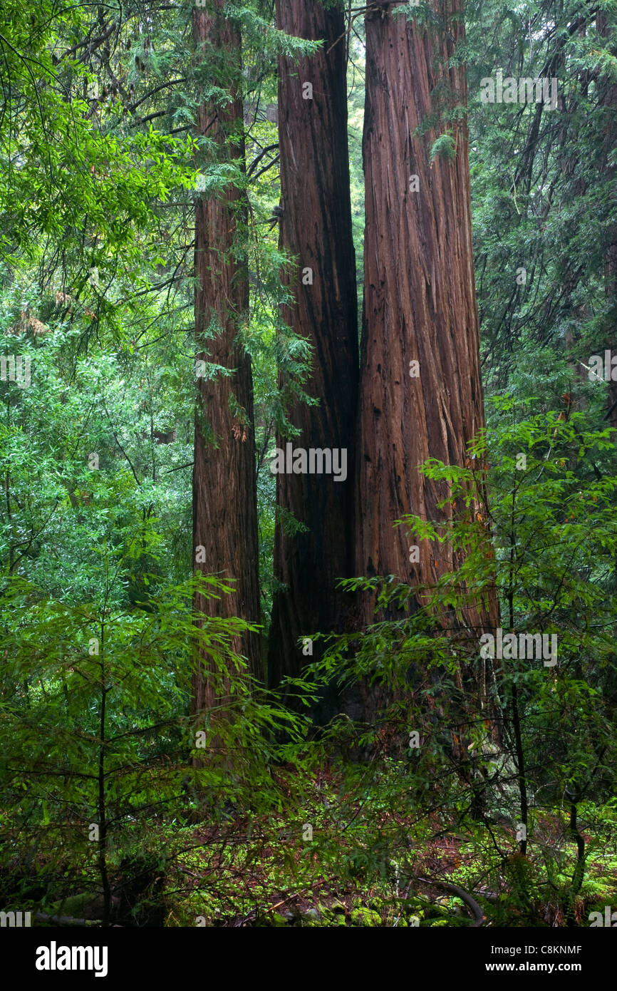 CA00986-00...CALIFORNIA - torreggianti alberi di sequoia in Muir Woods National Monument. Foto Stock
