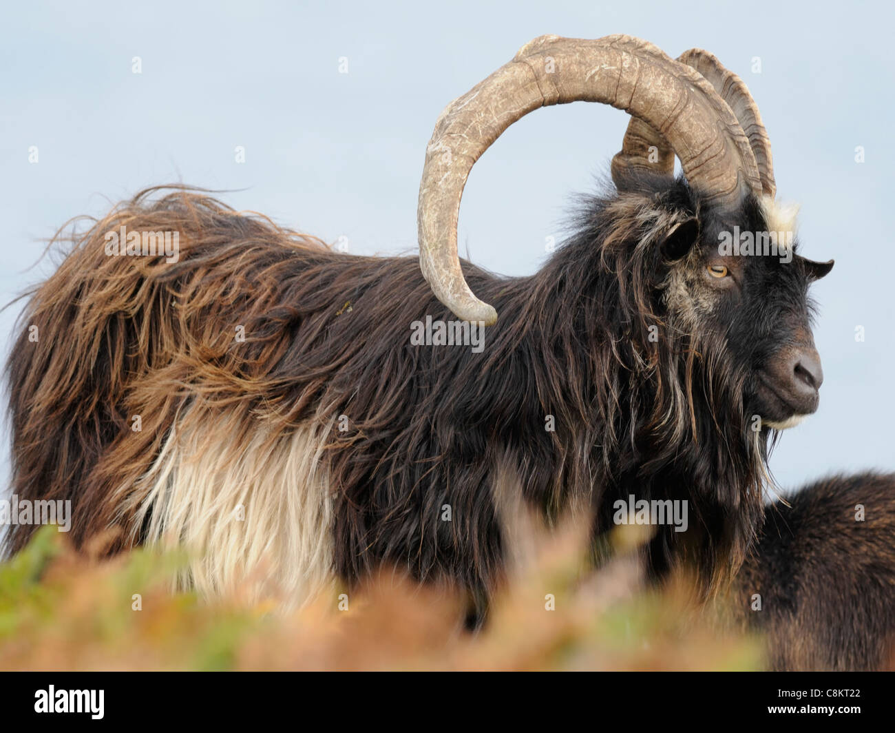 Uno studio attento di un maschio di capra selvatici ( Capra aegagrus hircus ) Foto Stock