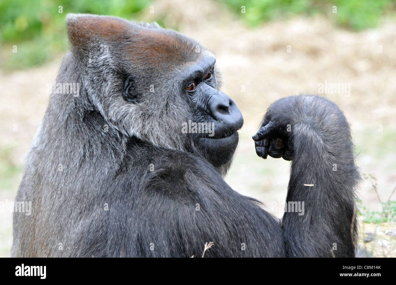Maschio di pianura occidentale gorilla presso lo zoo di Bristol Foto Stock