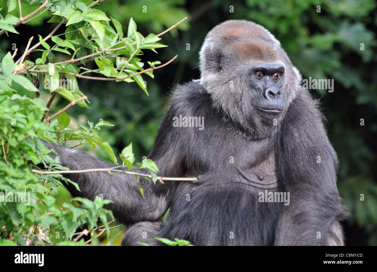 Maschio di pianura occidentale gorilla presso lo zoo di Bristol Foto Stock