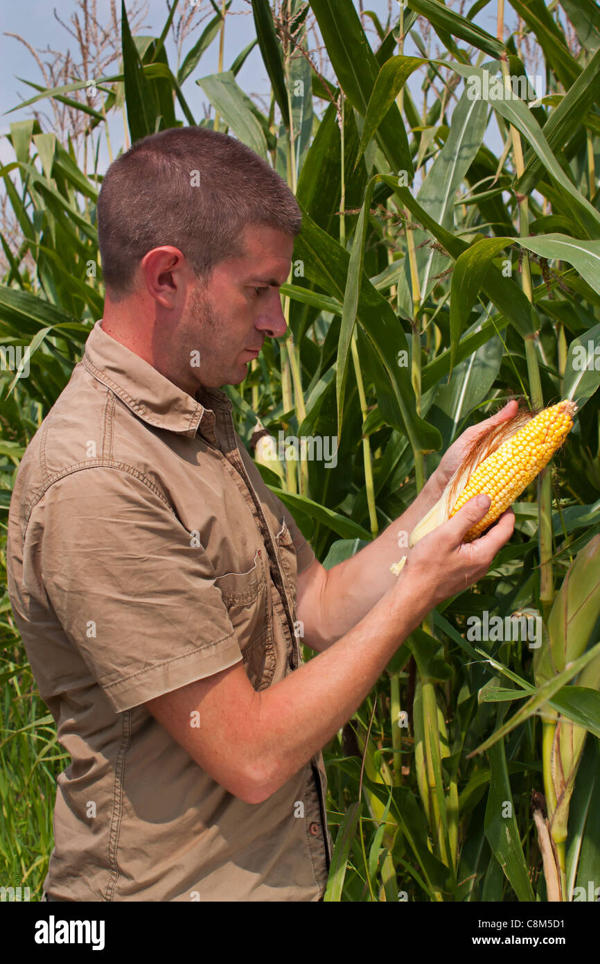 Il contadino di ispezionare gli anni di mais o granturco dolce harvest Foto Stock