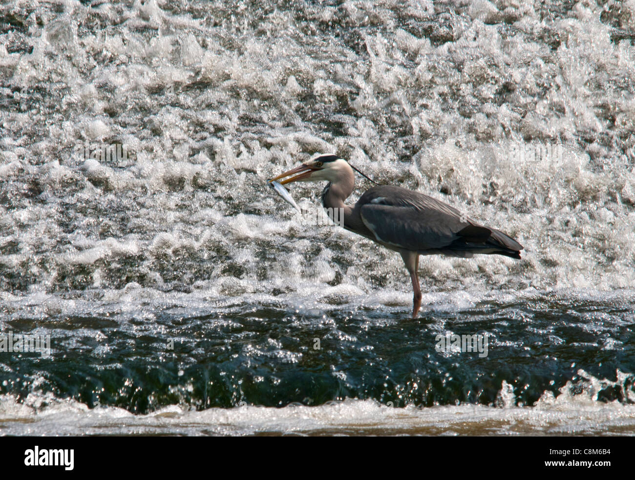 Un Airone cenerino con pesce preso la pesca nella parte anteriore di un rapido fluire weir dove è davvero un visitatore regolare Foto Stock