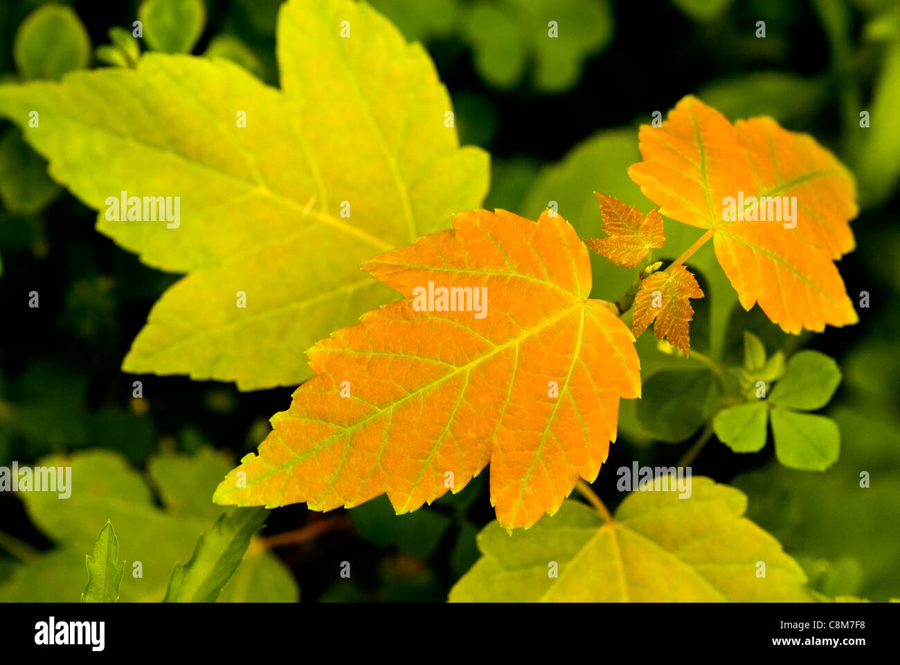 Albero di acero germoglio. Foto Stock