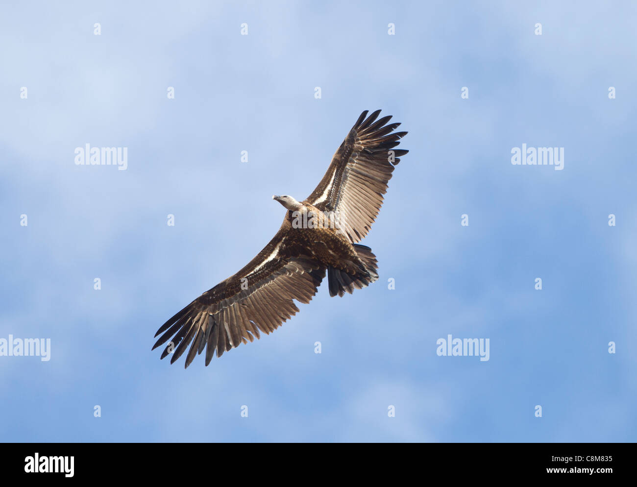 Ruppells Vulture Gyps rueppellii capretti Tarifa Andalusia Spagna impennata su una potenza termica Foto Stock