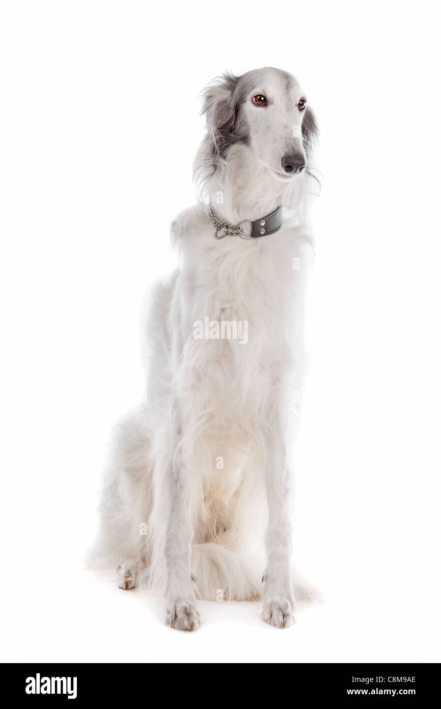 Silken windhound davanti a uno sfondo bianco Foto Stock