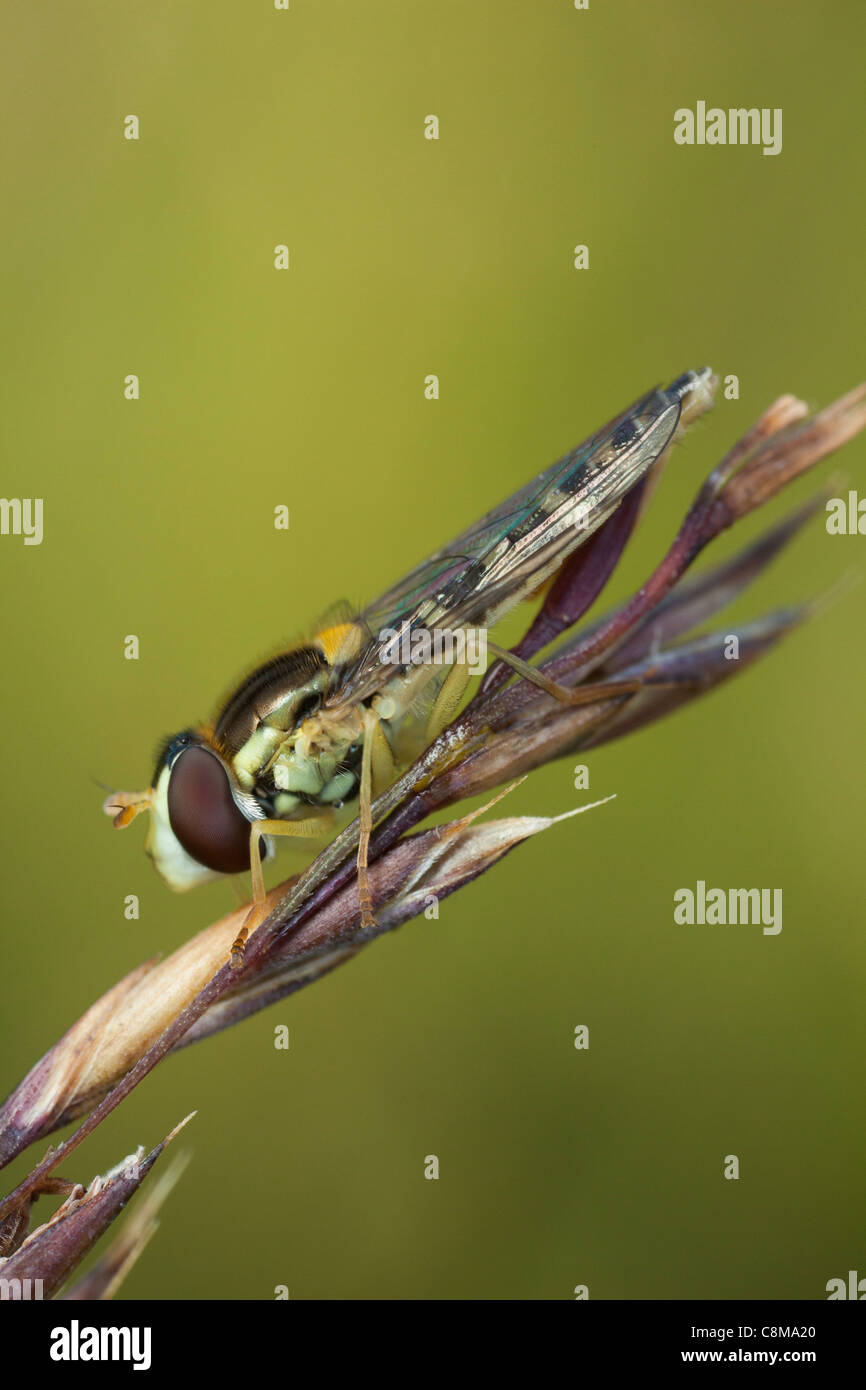 Hoverfly sphaerophoria scripta poggia su un gambo di erba in un prato di Hampshire Foto Stock