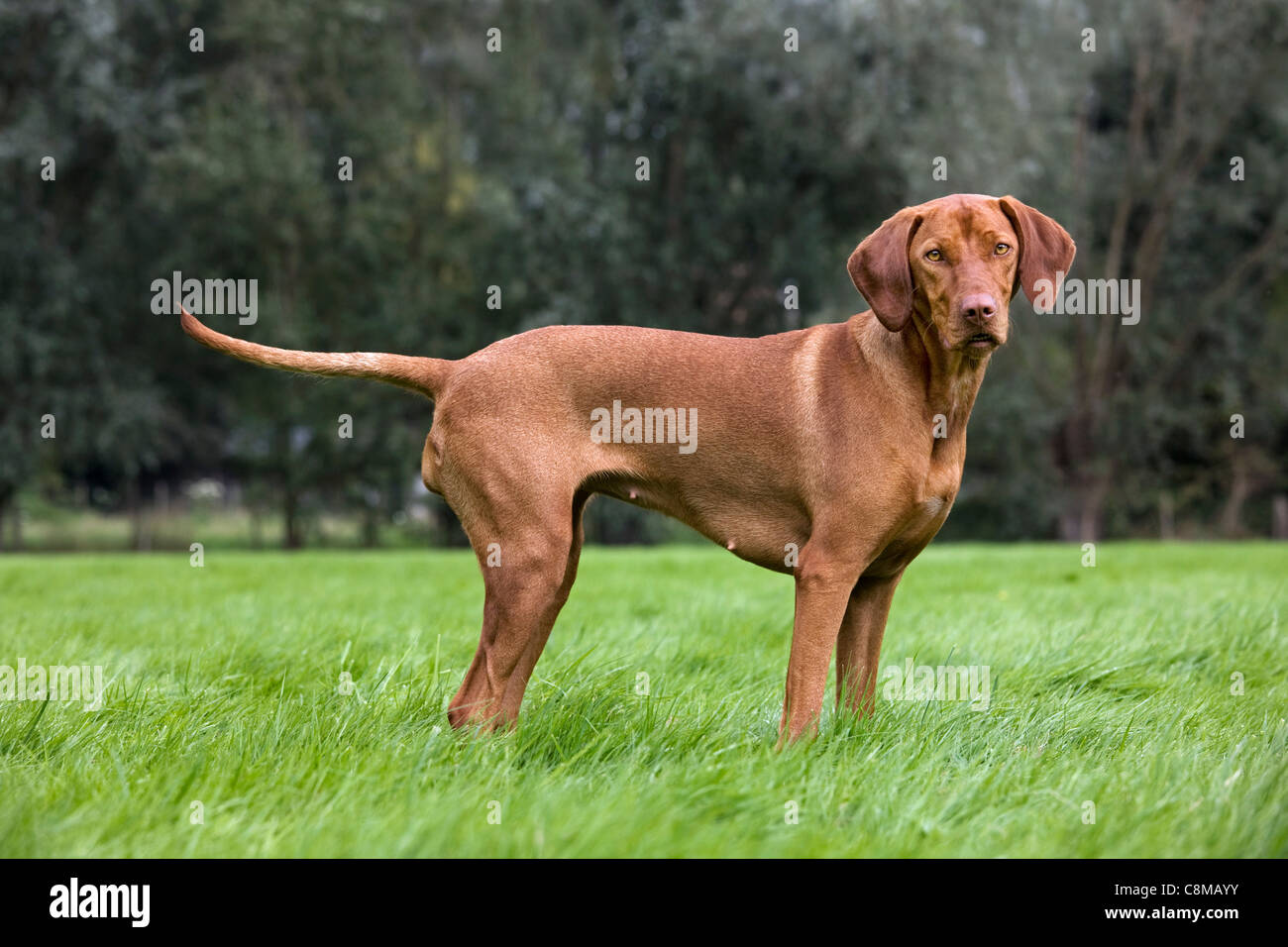 Vizsla ungherese cane da caccia con golden ruggine coat (Canis lupus familiaris) nel giardino, Belgio Foto Stock