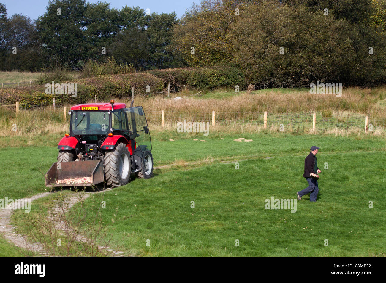 Gigrin Farm; kite stazione di alimentazione; Rhayader; Galles; diffusione di carne per aquiloni Foto Stock