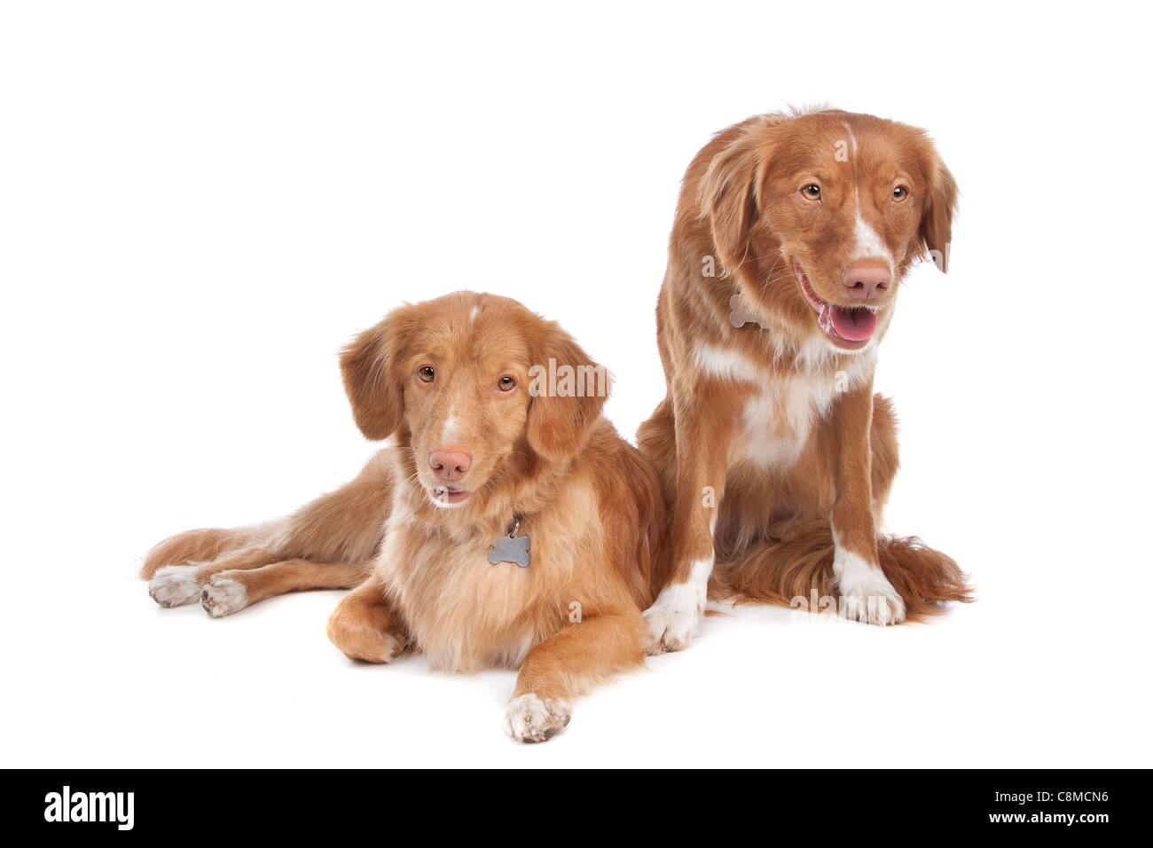 Due Nova Scotia Duck Tolling Retriever cani di fronte a uno sfondo bianco Foto Stock