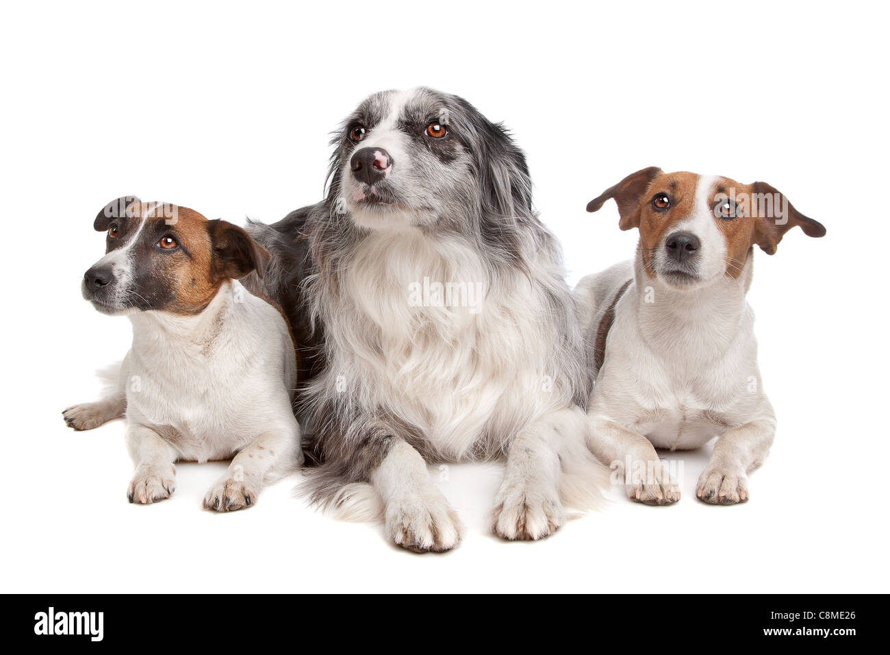 Due Jack Russel Terrier cani e un Border Collie davanti a uno sfondo bianco Foto Stock