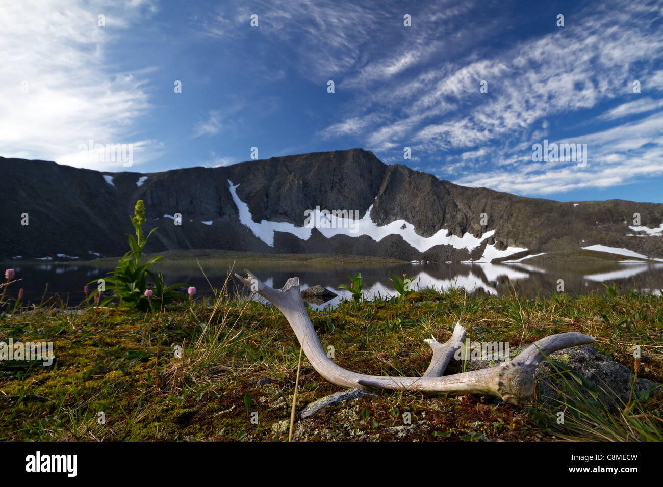 Vecchio di corna di cervo contro un lago di montagna con la riflessione. Non lontano dal monte Narodnaya - il punto più alto nei monti Urali. Foto Stock