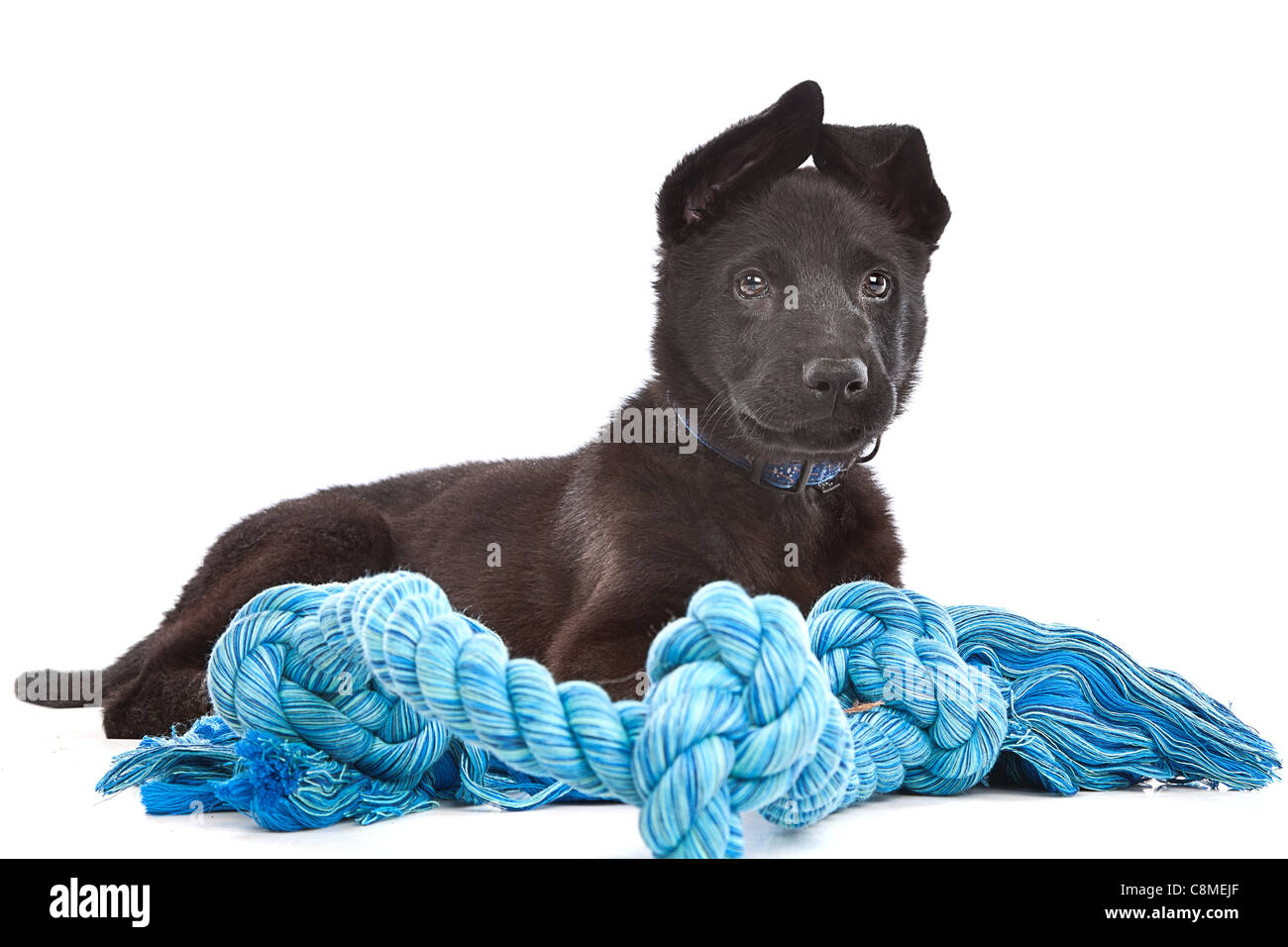 Pastore nero cucciolo di cane con un giocattolo blu corda davanti a uno sfondo bianco Foto Stock