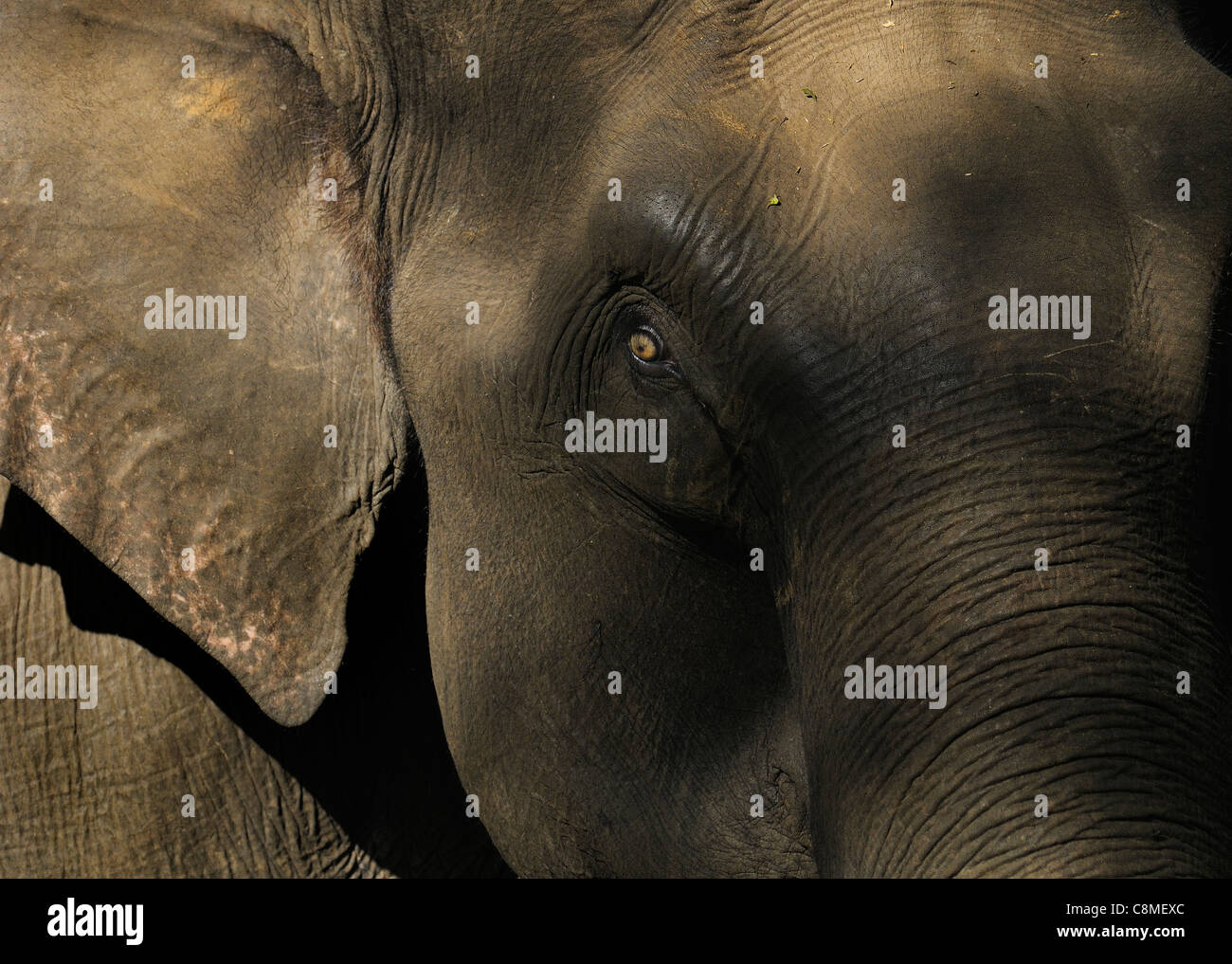 Creative closeup di un selvaggio femmina Elefante asiatico in Bandipura Riserva della Tigre, India Foto Stock