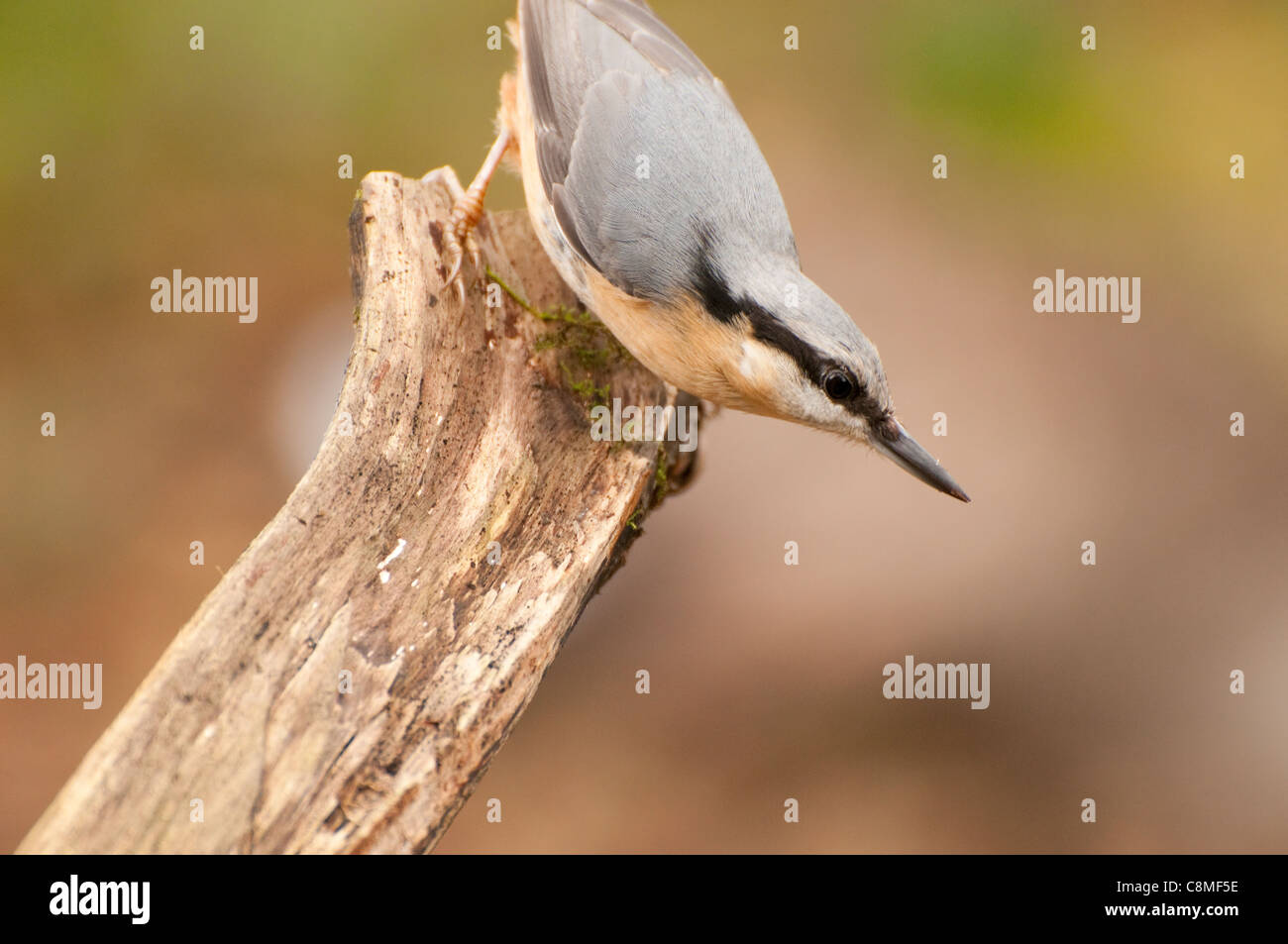 Nuthatch (sitta europaea) alimentazione e pappata in bosco, Cheshire Foto Stock