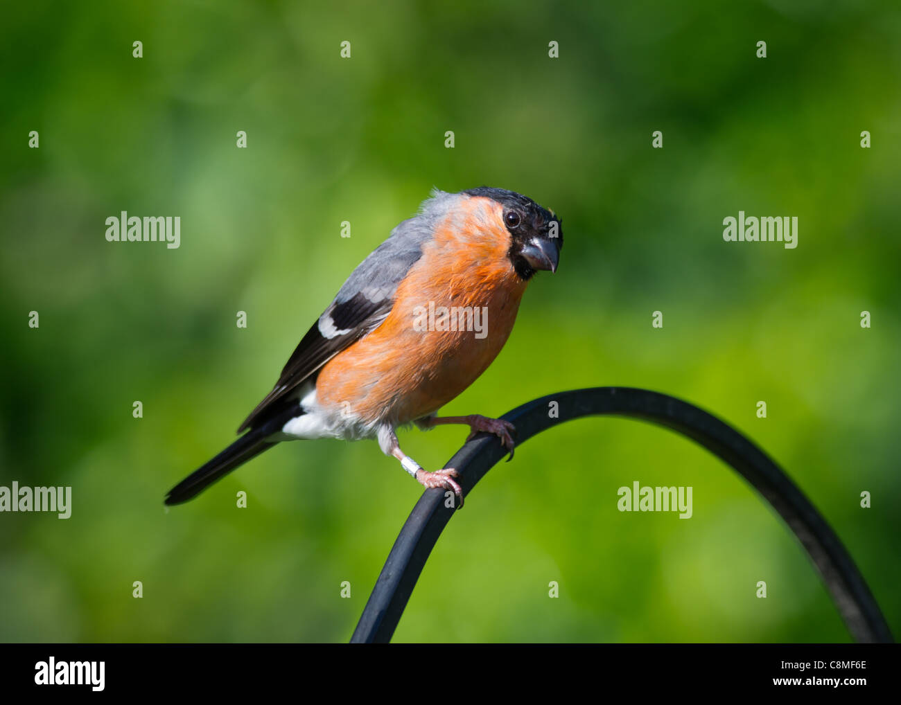 Bullfinch (Pyrrhula pyrrhula) Foto Stock