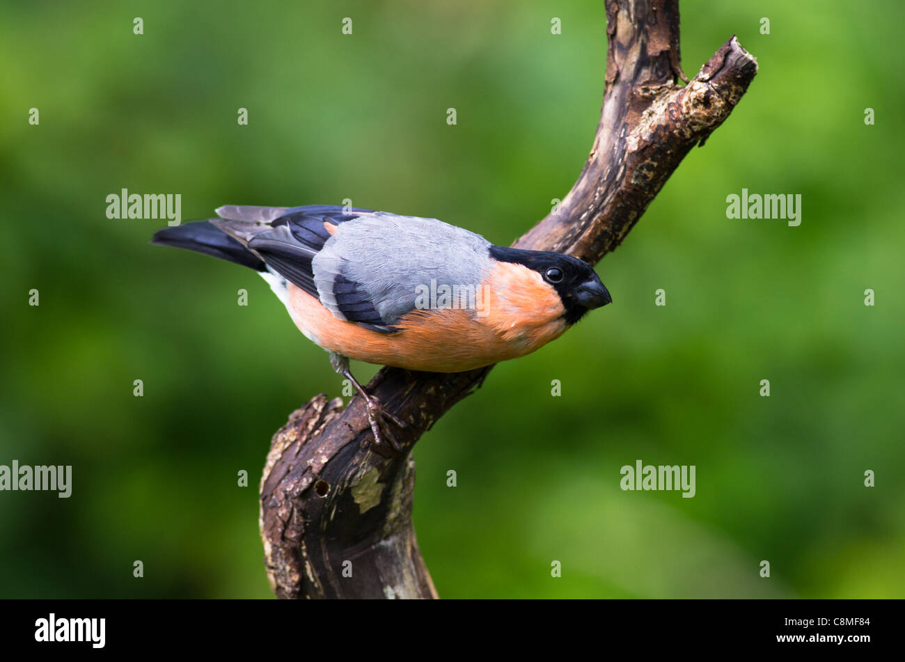 Bullfinch (Pyrrhula pyrrhula) Foto Stock
