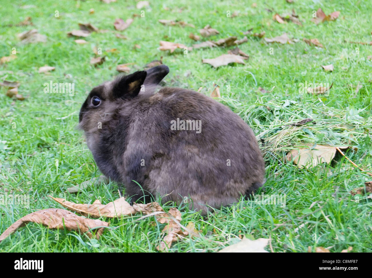 Piccolo coniglio è su un pascolo Foto Stock