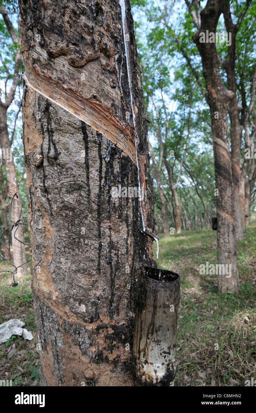 Toccando la gomma da un albero di gomma in Kerala la piantagione di gomma che mostra la corteccia di pelati e lattice raccolta pot antigoccia sotto Foto Stock