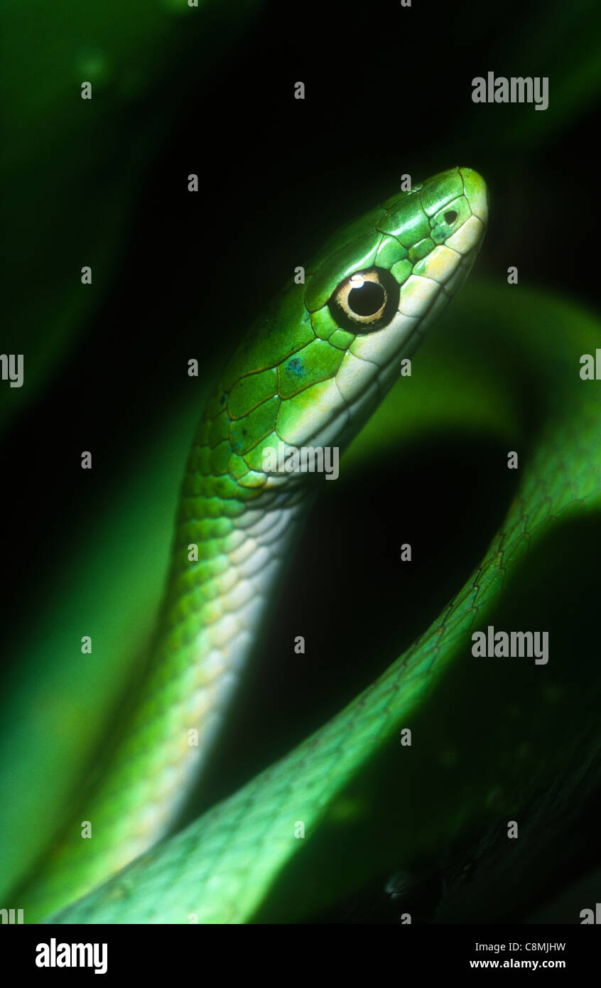 Ruvido green snake, Opheodrys aestivus, America del Nord Foto Stock