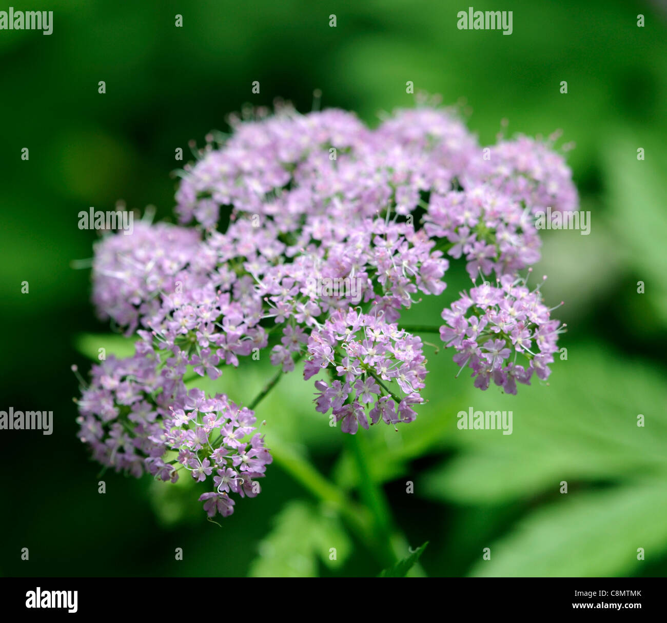 Chaerophyllum hirsutum roseum hairy cerfoglio closeup ritratti pianta piccola rosa pallido fiori viola perennials della messa a fuoco selettiva Foto Stock