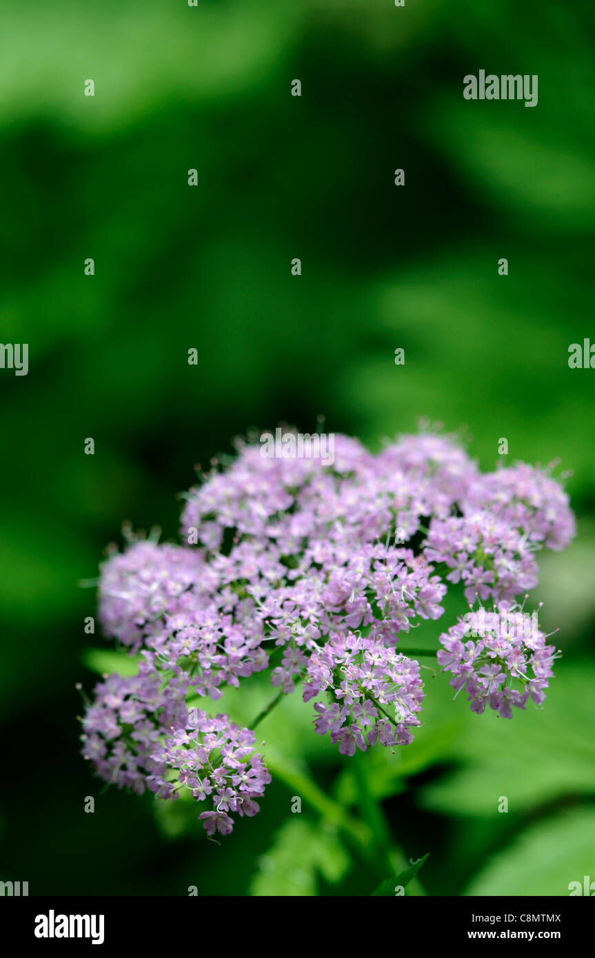 Chaerophyllum hirsutum roseum hairy cerfoglio closeup ritratti pianta piccola rosa pallido fiori viola perennials della messa a fuoco selettiva Foto Stock