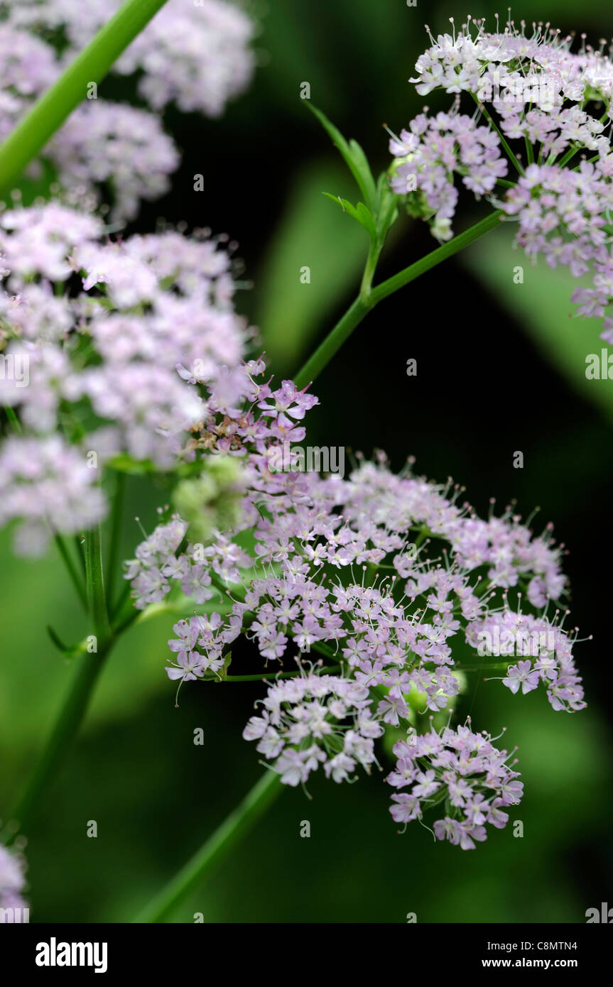 Chaerophyllum hirsutum roseum hairy cerfoglio closeup ritratti pianta piccola rosa pallido fiori viola perennials della messa a fuoco selettiva Foto Stock