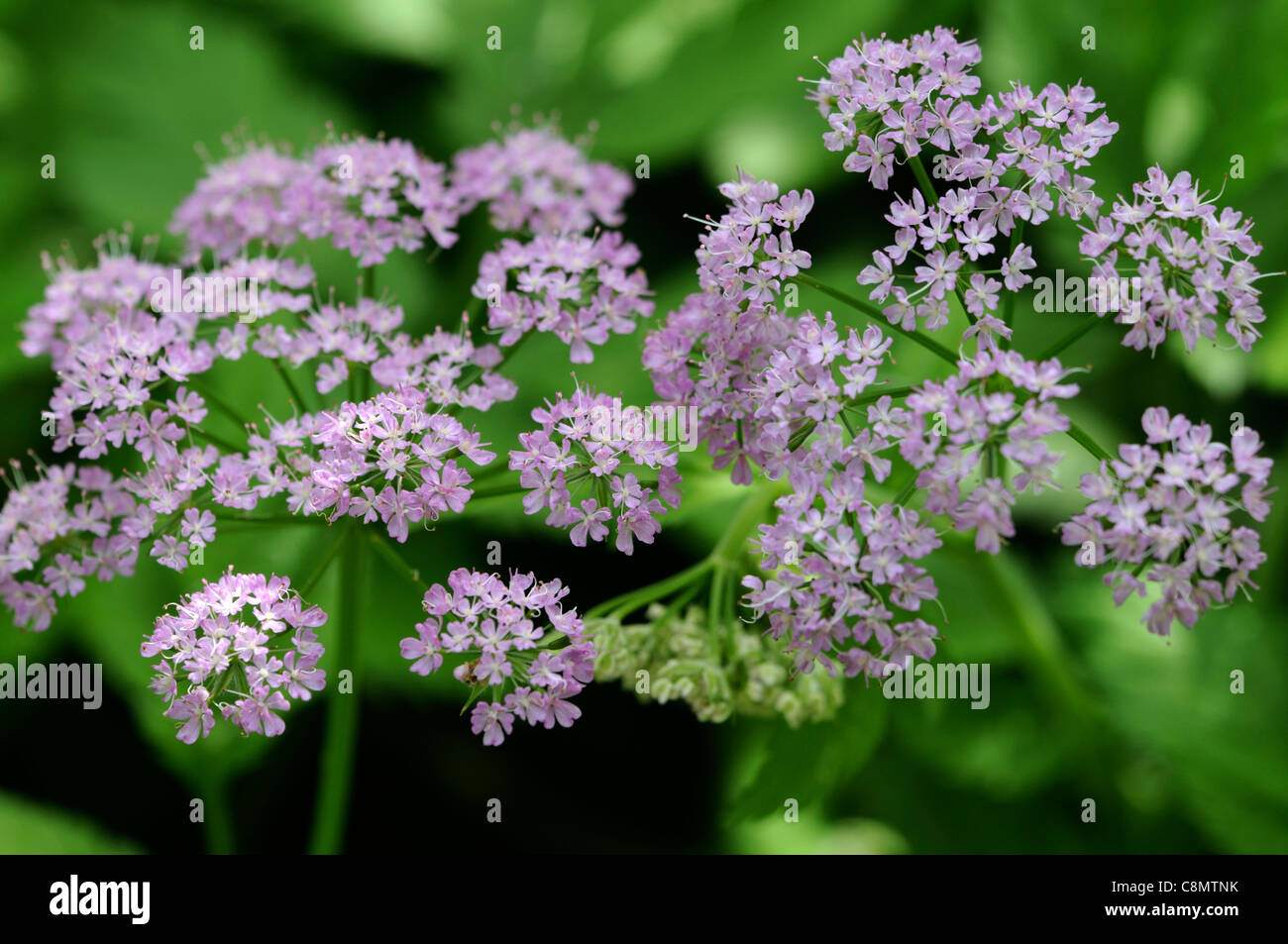 Chaerophyllum hirsutum roseum hairy cerfoglio closeup ritratti pianta piccola rosa pallido fiori viola perennials della messa a fuoco selettiva Foto Stock