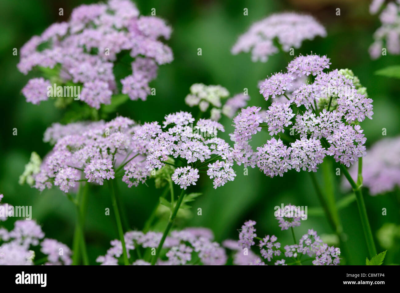 Chaerophyllum hirsutum roseum hairy cerfoglio closeup ritratti pianta piccola rosa pallido fiori viola perennials della messa a fuoco selettiva Foto Stock